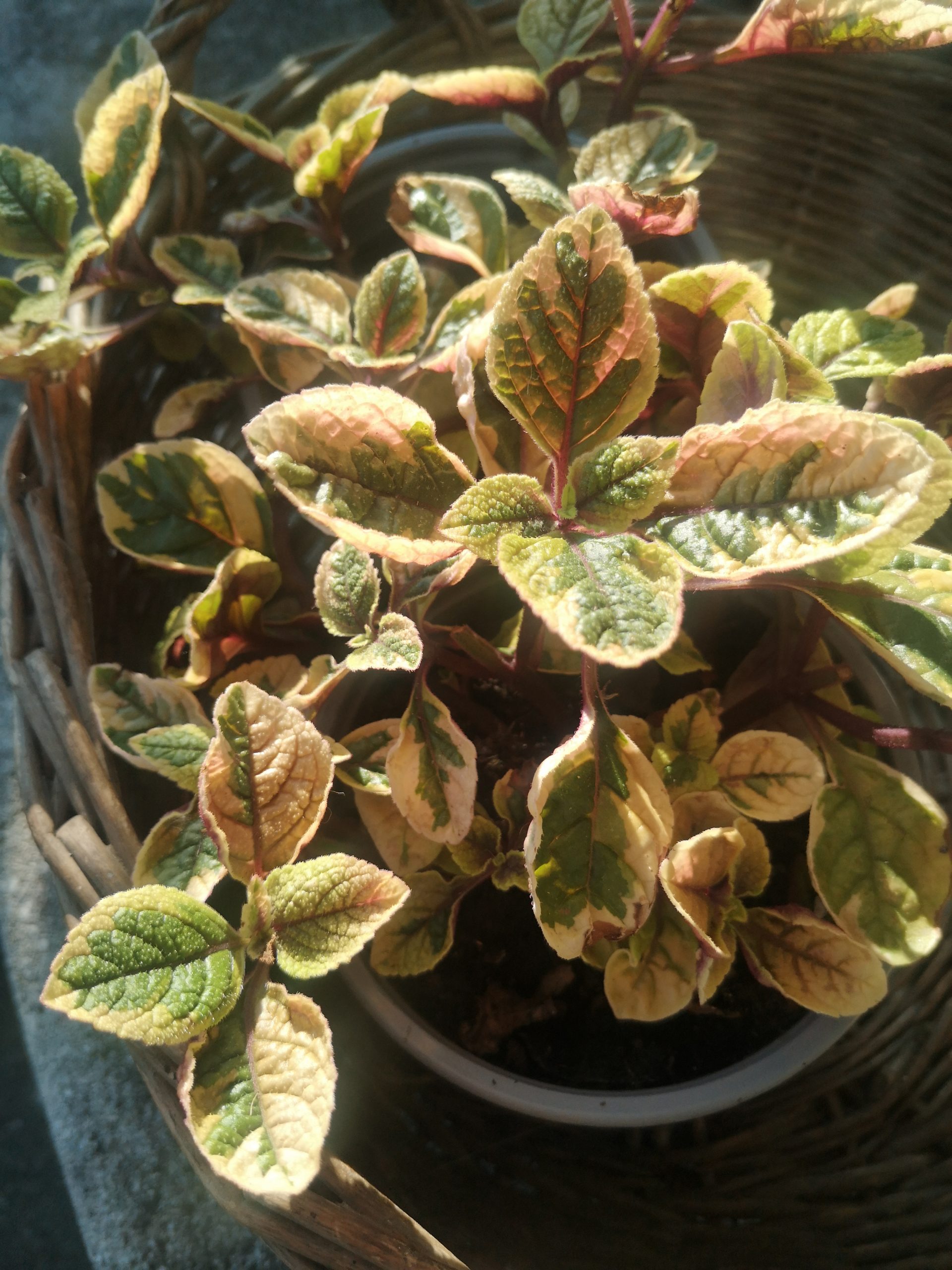 Incenso dorato (Plectranthus australis ‘Golden Beauty’)