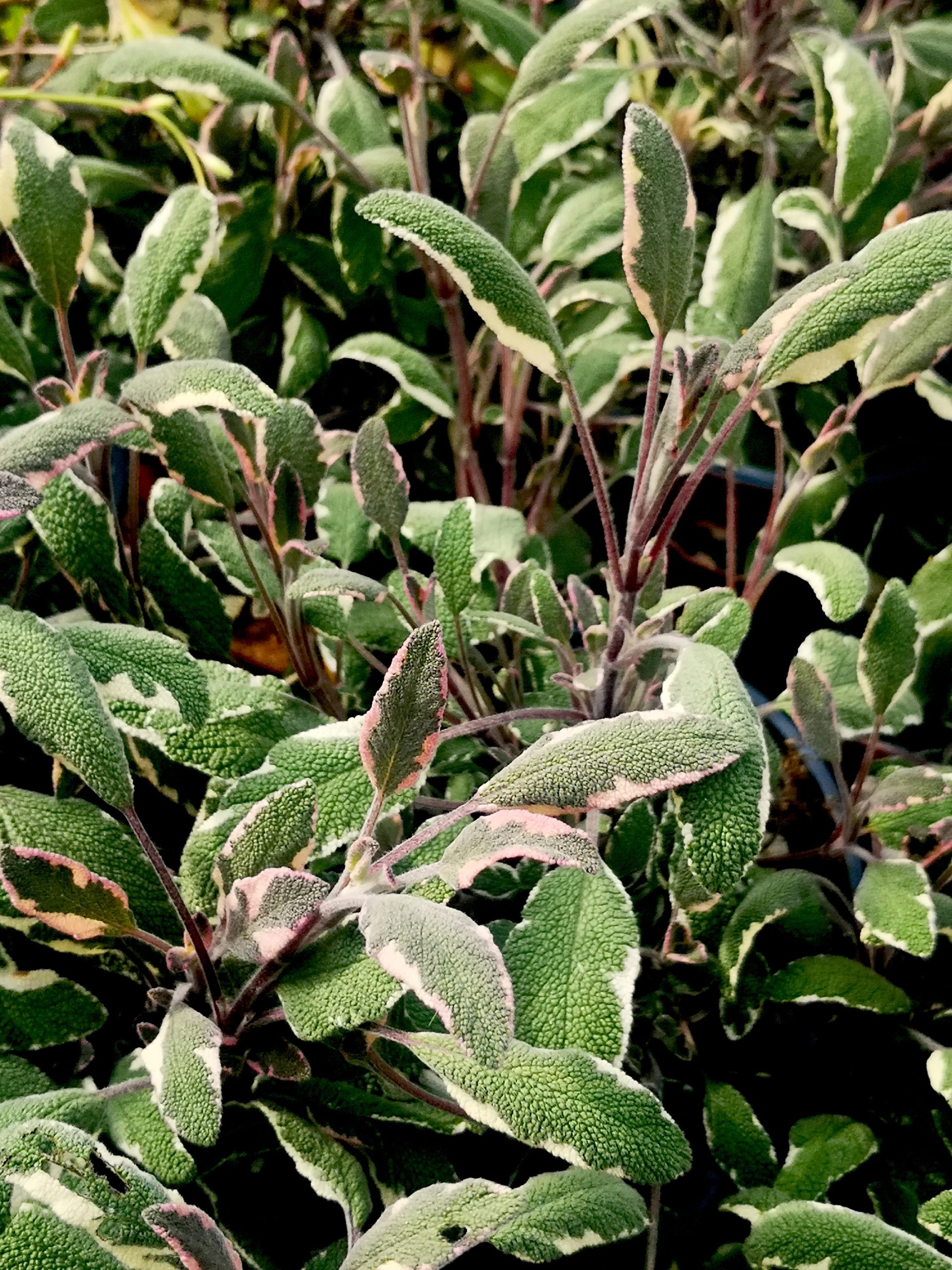 Salvia officinalis ‘Tricolor’
