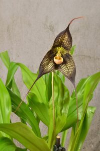 orchidea dracula