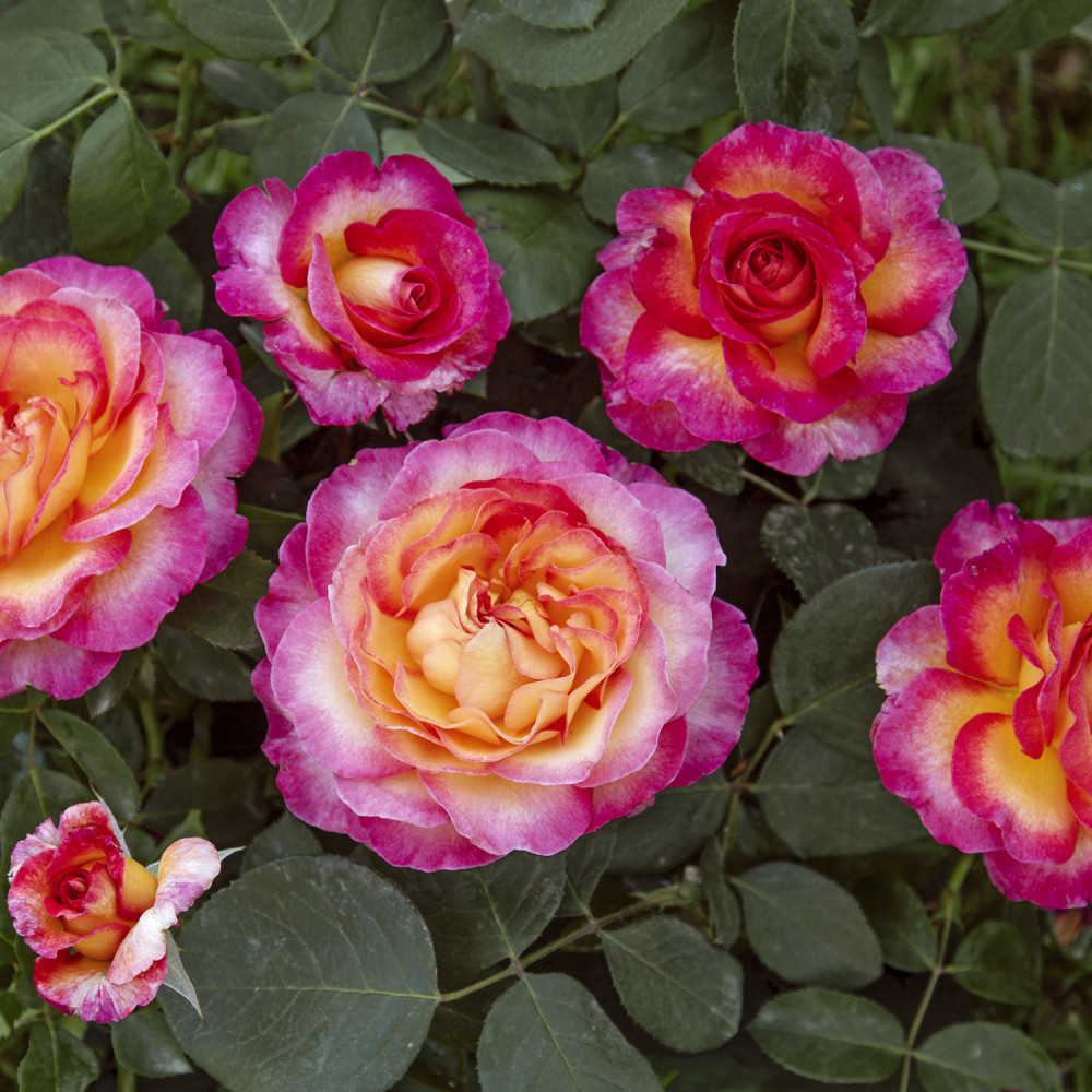 Rossinni Roses Rose Barni - Gardenia