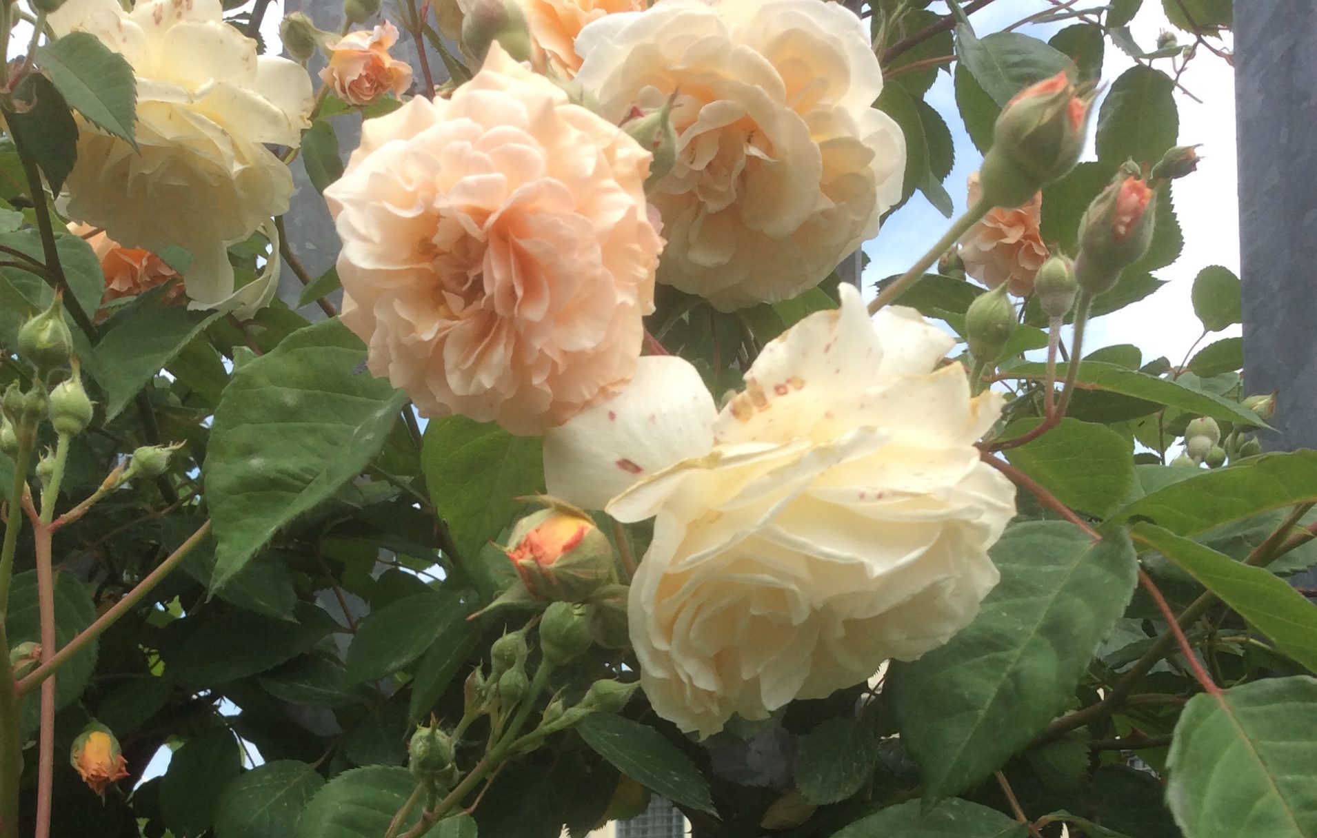 Rosa 'Buff Beauty'