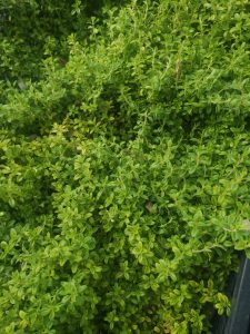 Timo al limone (Thymus citriodorus)