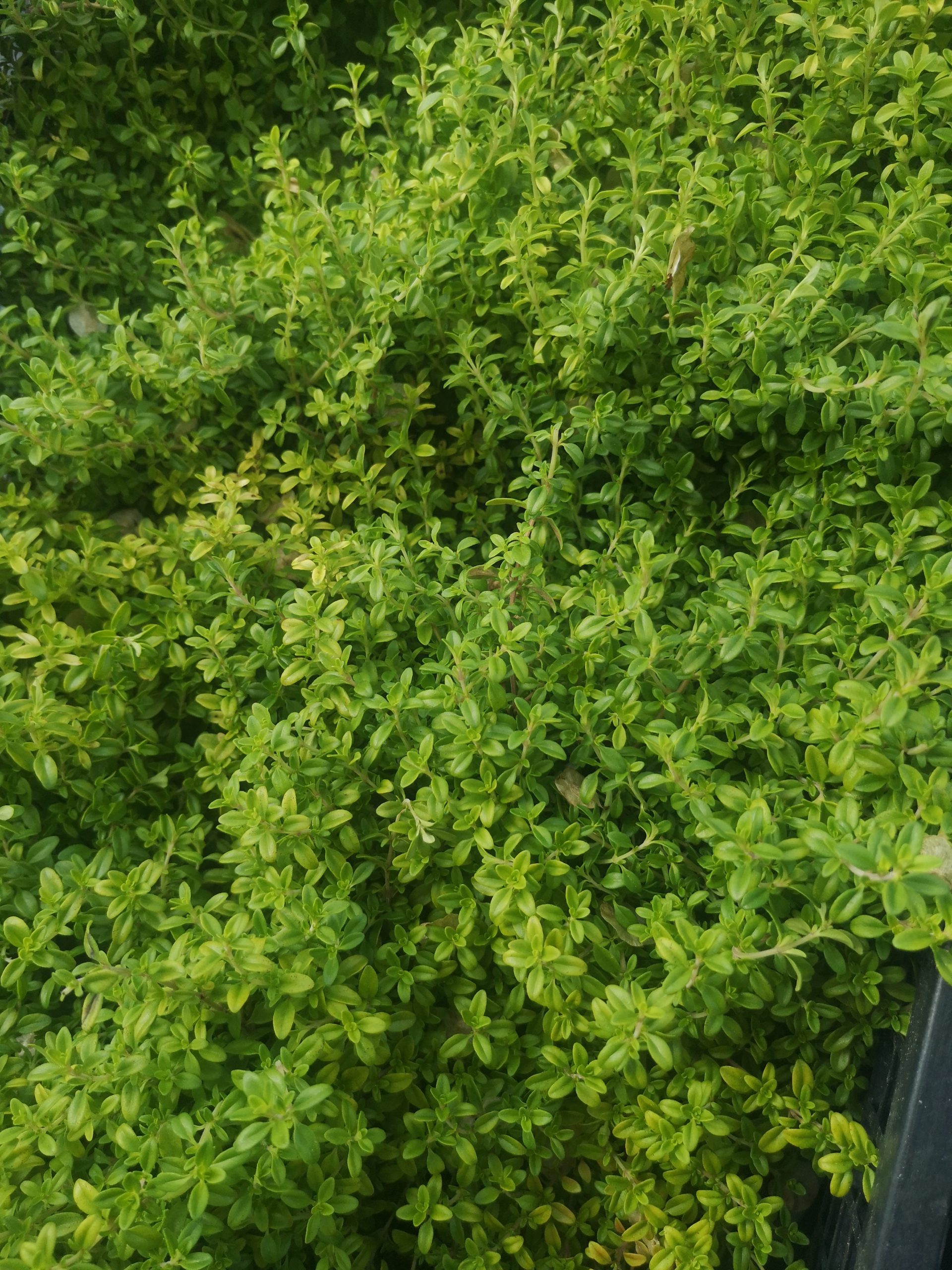 Timo al limone (Thymus citriodorus)