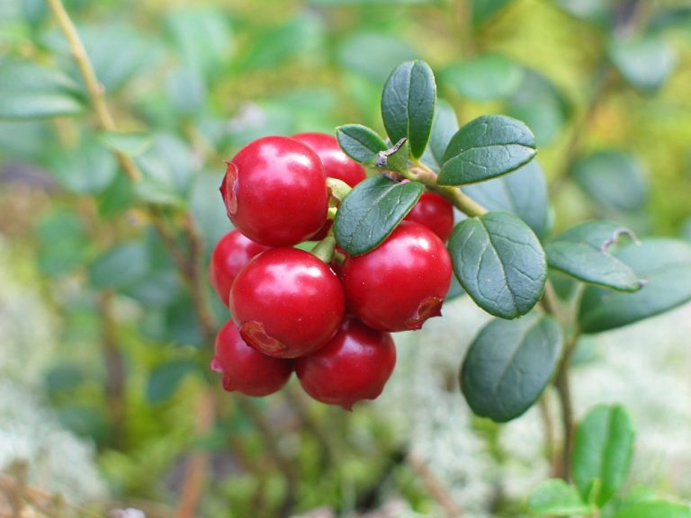 vivaio pollici rosa