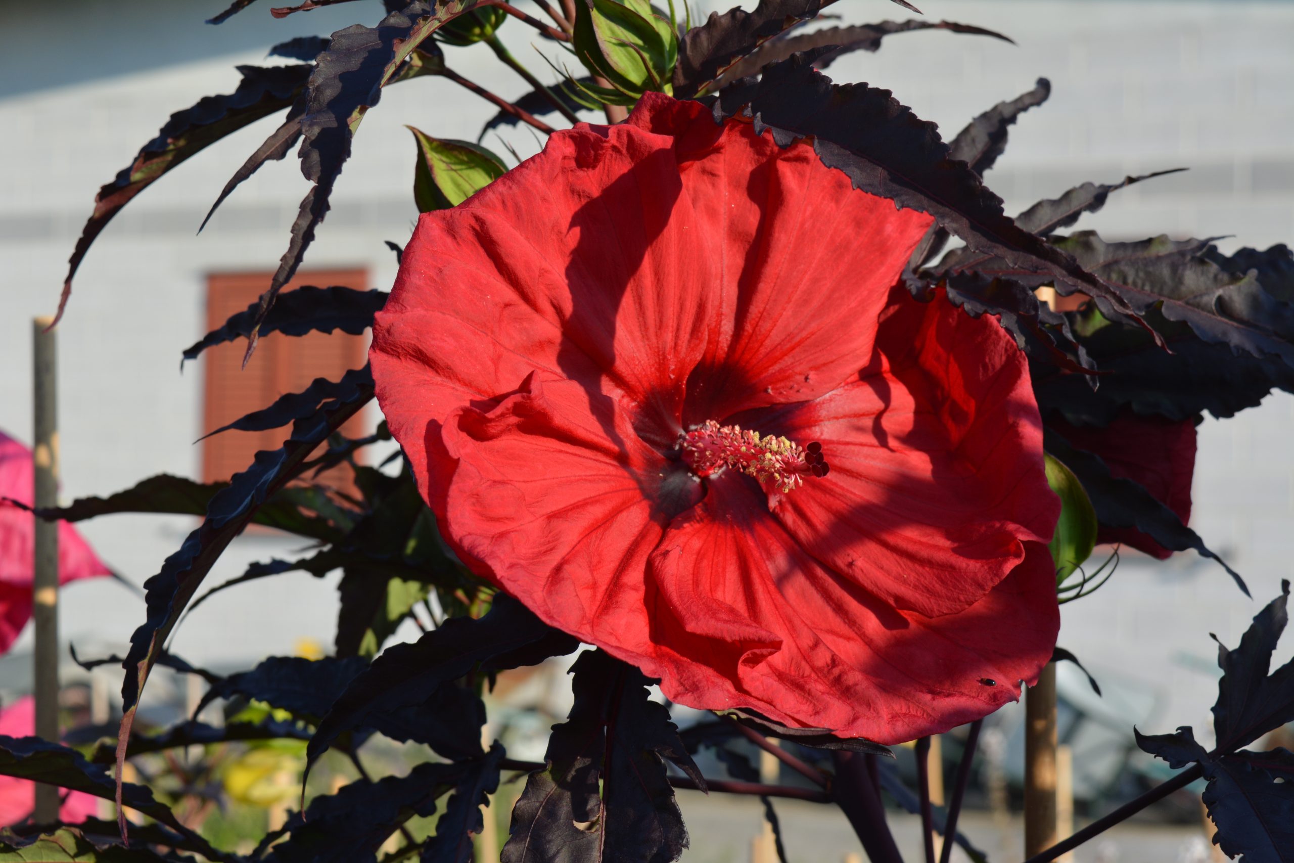 Hibiscus moscheotus 'Carousel Red Win'