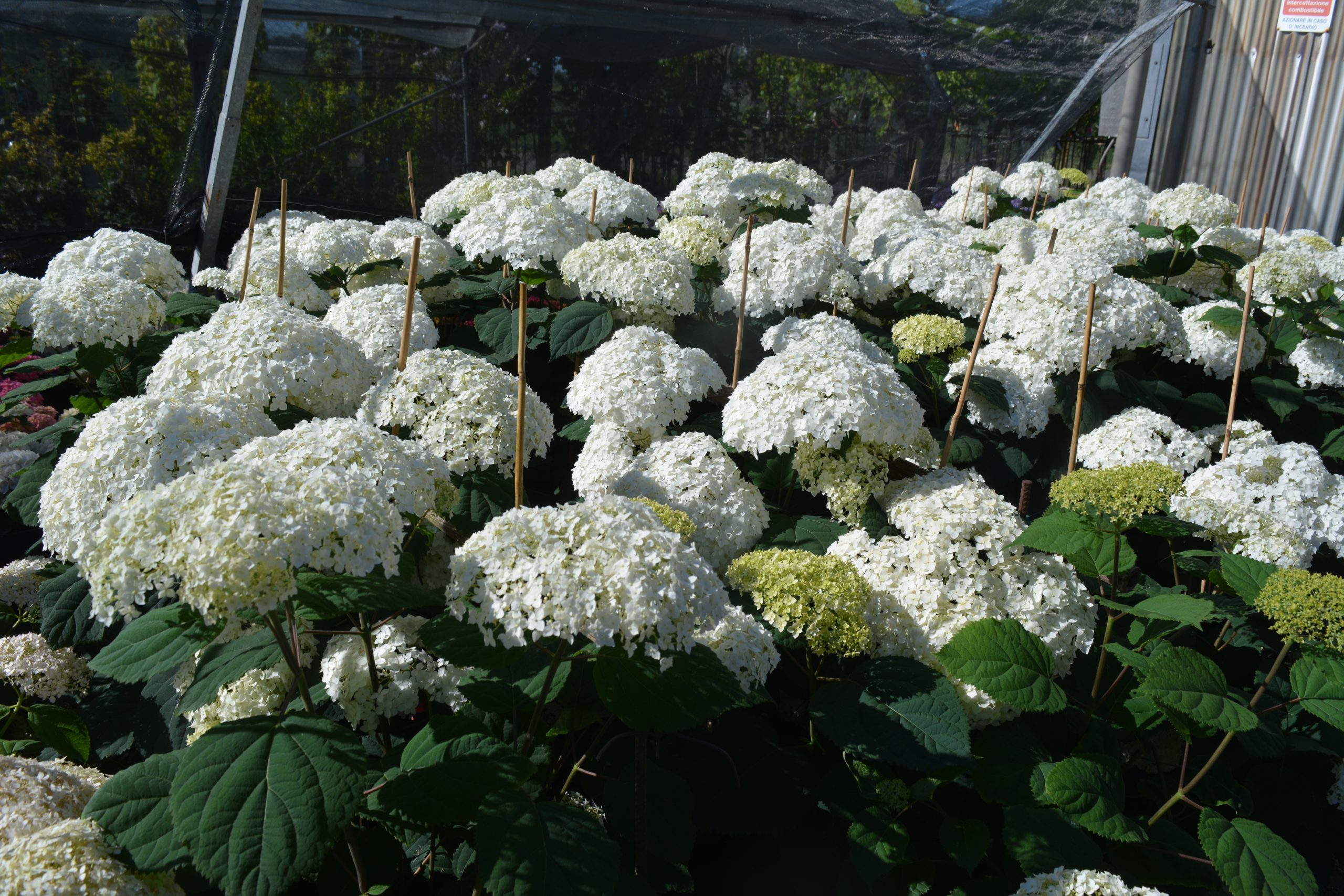 Hydrangea arborescens 'Flowerwow'