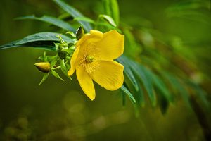 vivai de laurentiis abruzzo