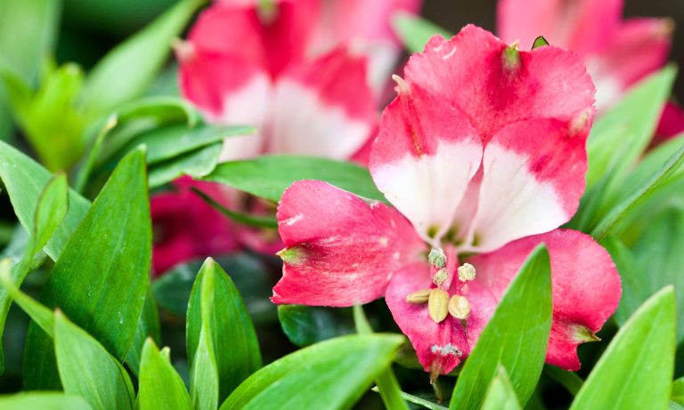 floricoltura tarricone graziella