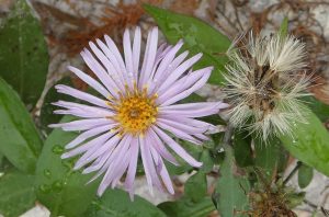 vivaio i giardini dell'indaco