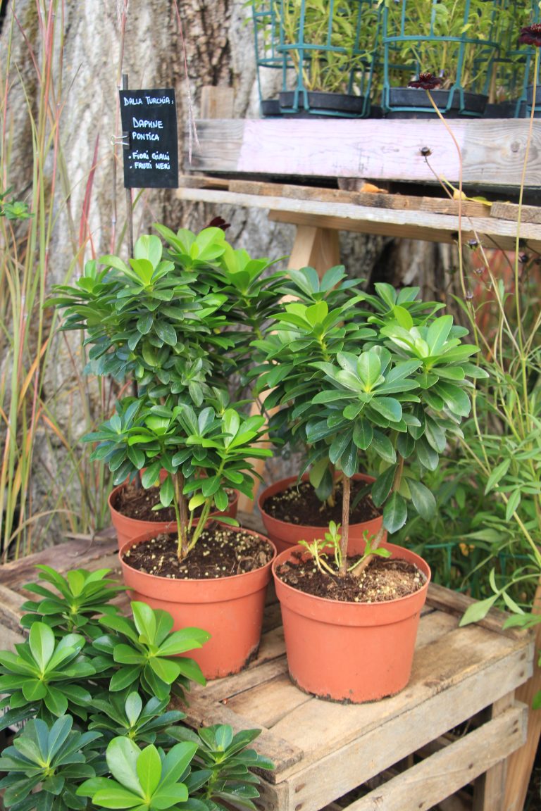 Daphne pontica