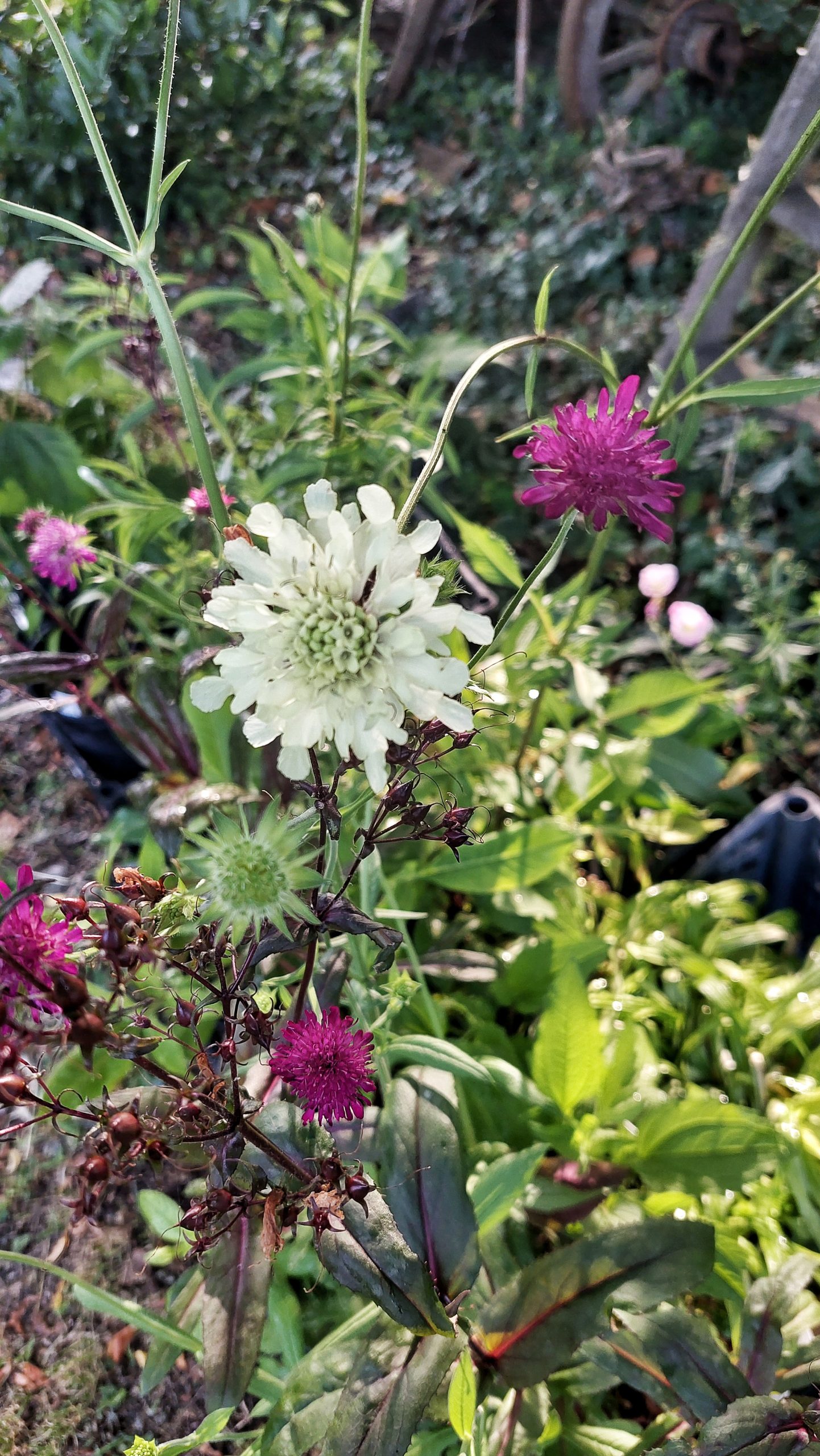 Knautia macedonica