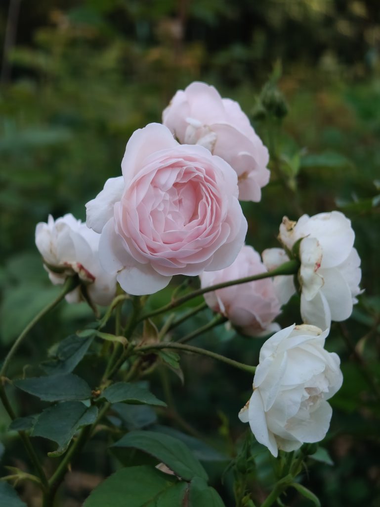 Rosa 'L'Abondance'