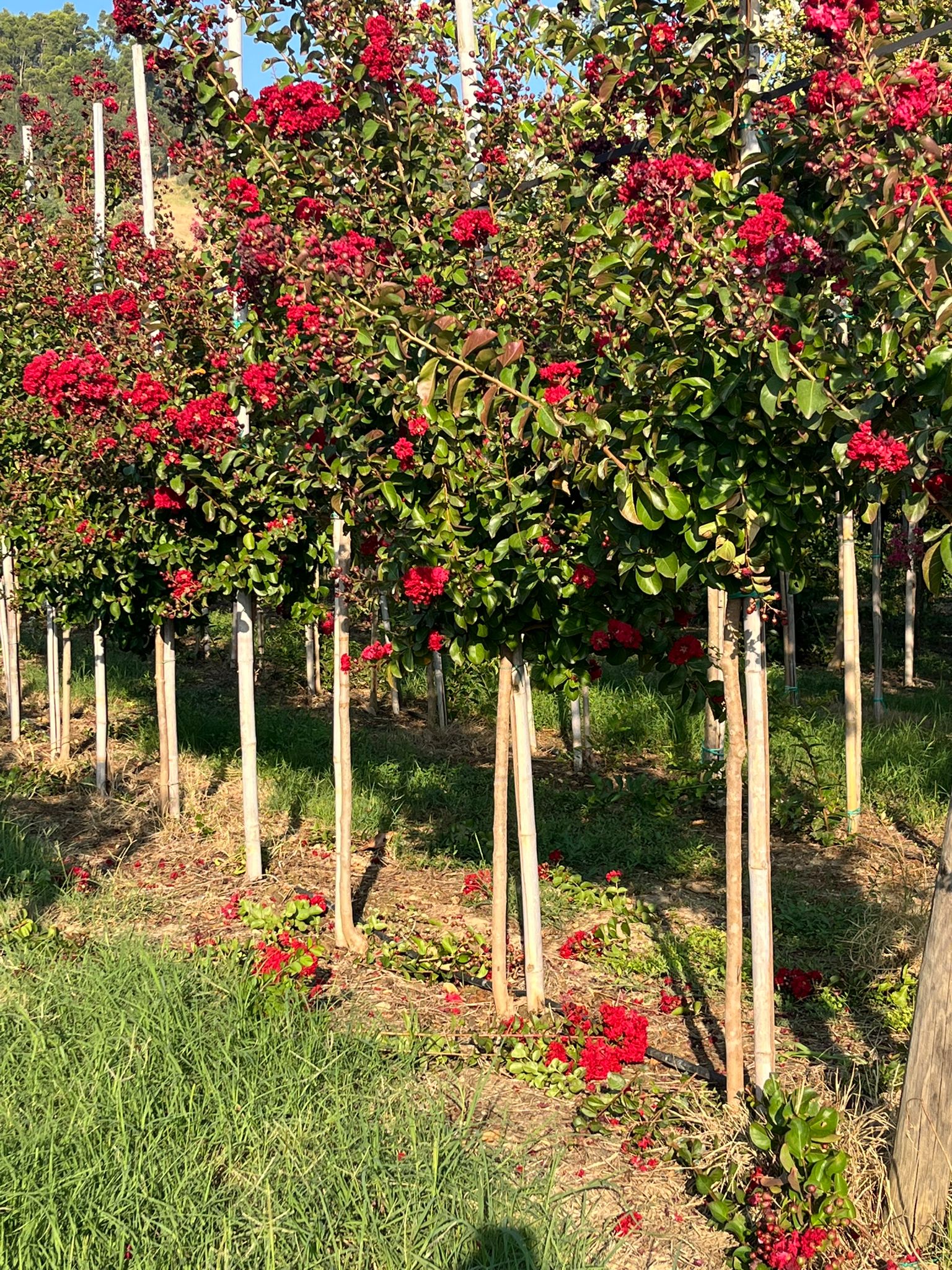 Lagerstroemia indica 'Concy Red'