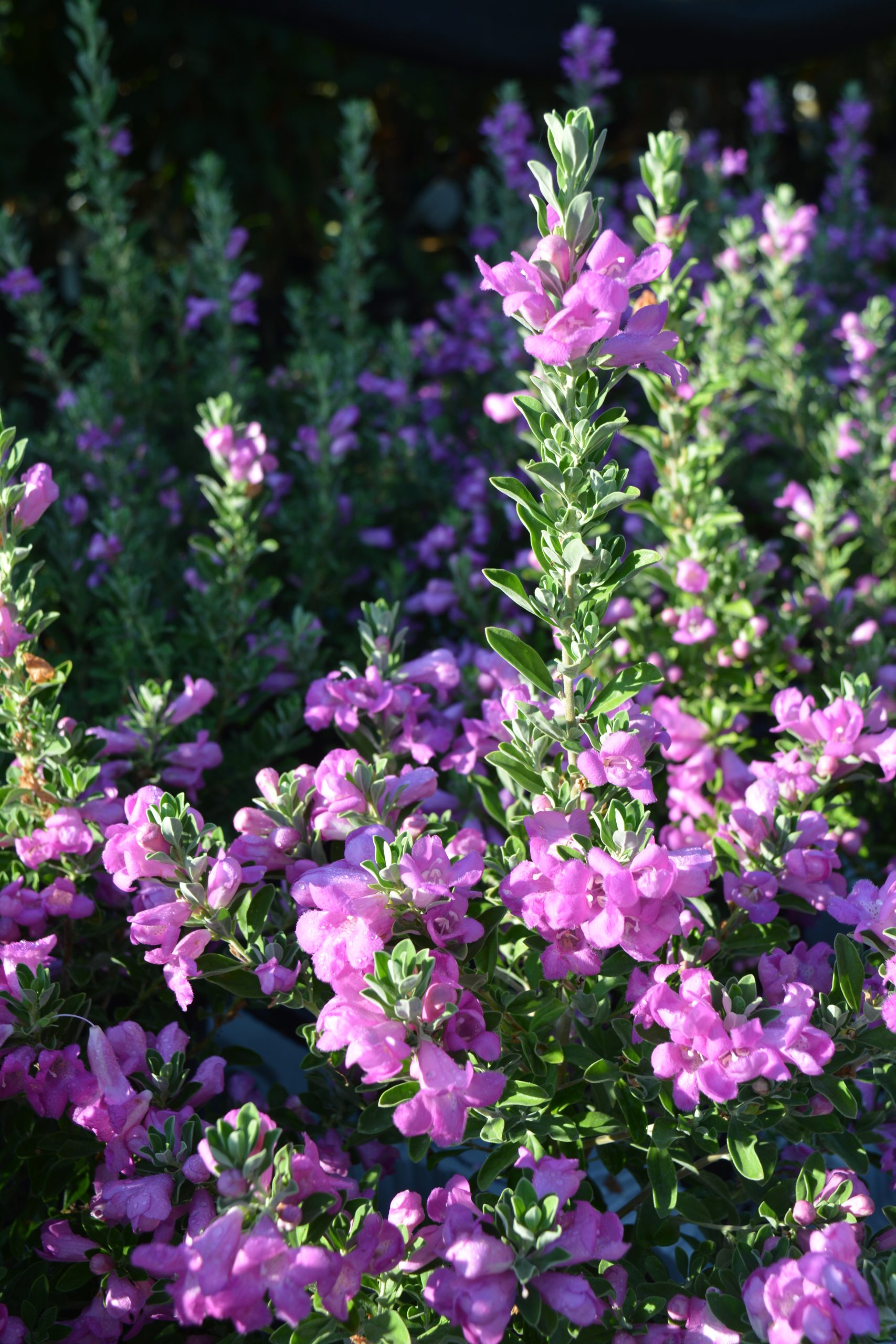 Leucophyllum frutescens 'Green Cloud'