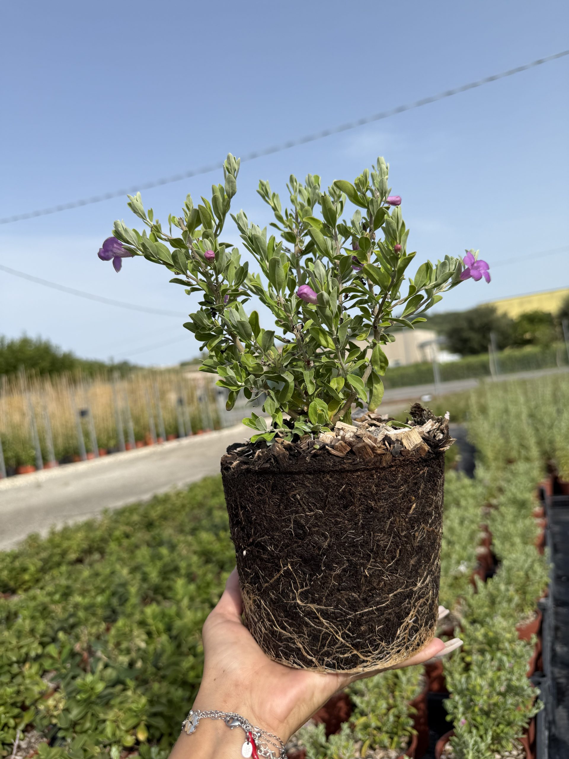Leucophyllum laevigatum