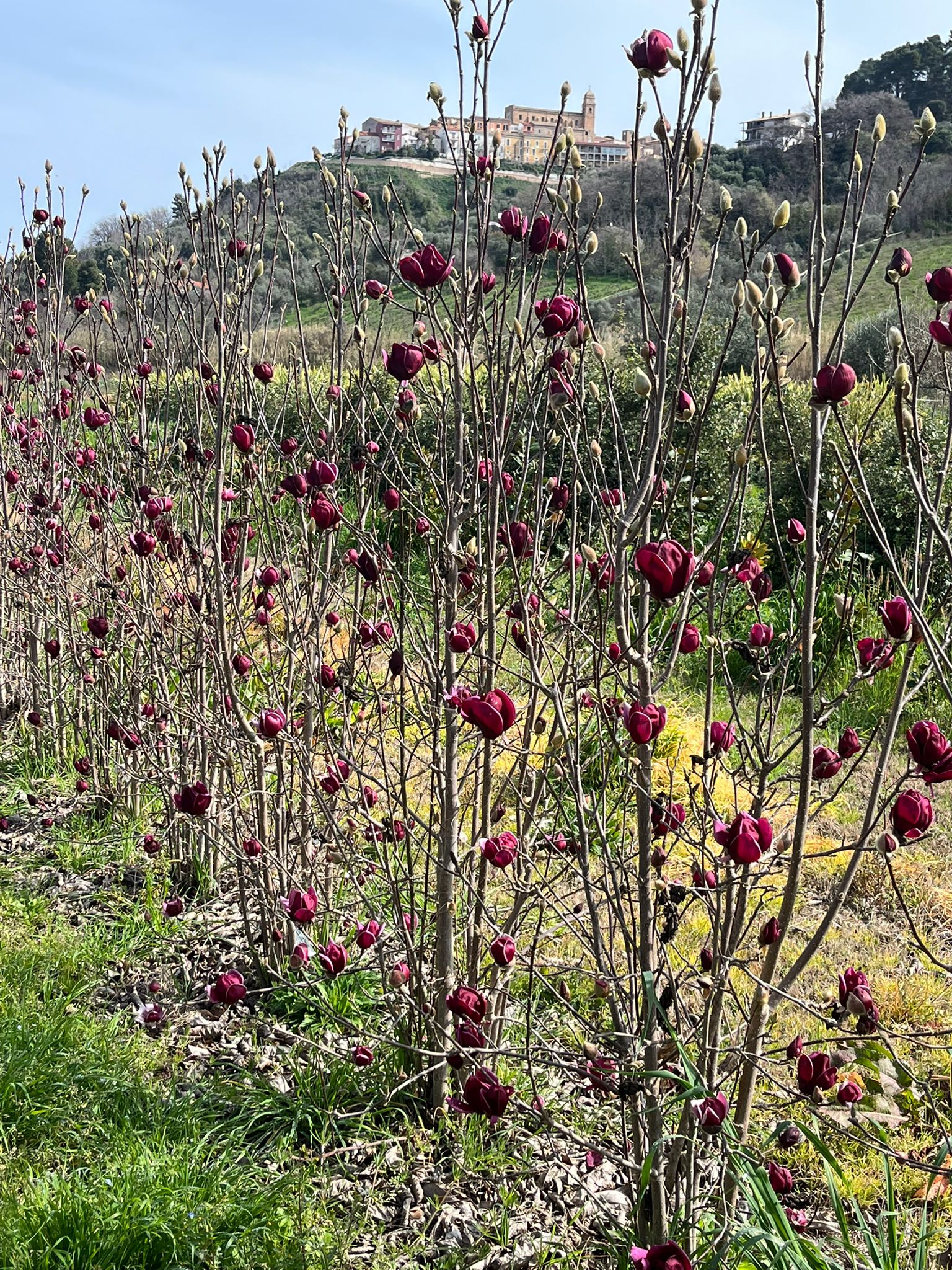 Magnolia x soulangeana 'Nigra'