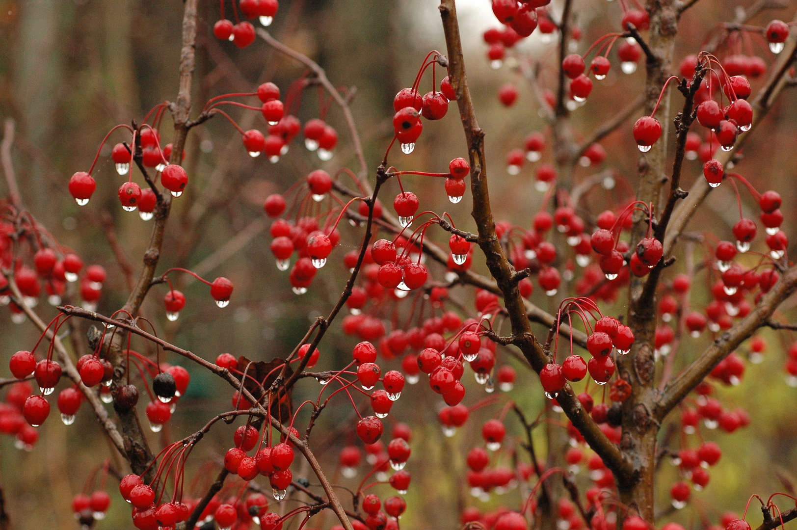 Malus 'Red Jewel'