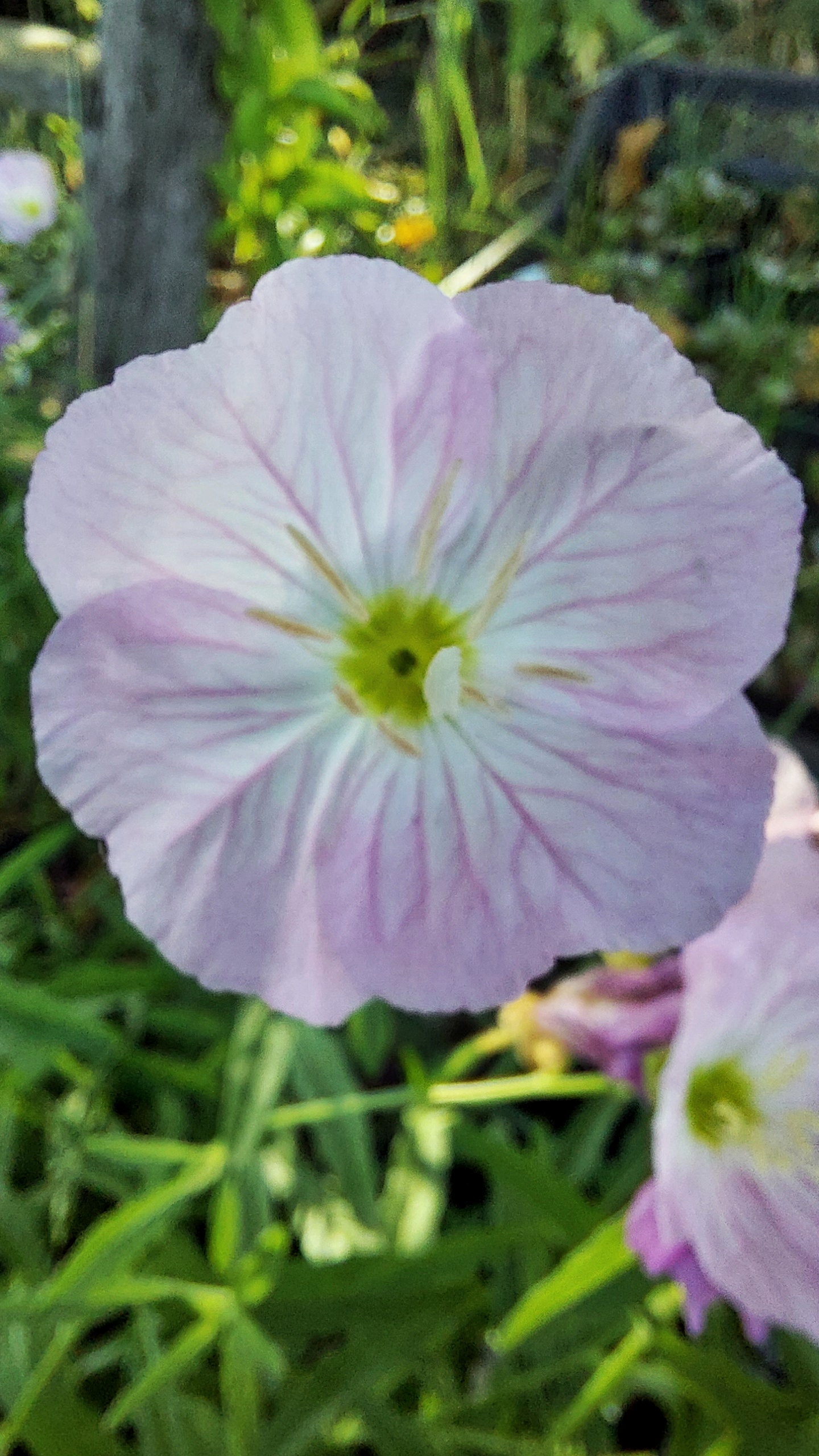 Oenothera speciosa 'Siskyou Pink'