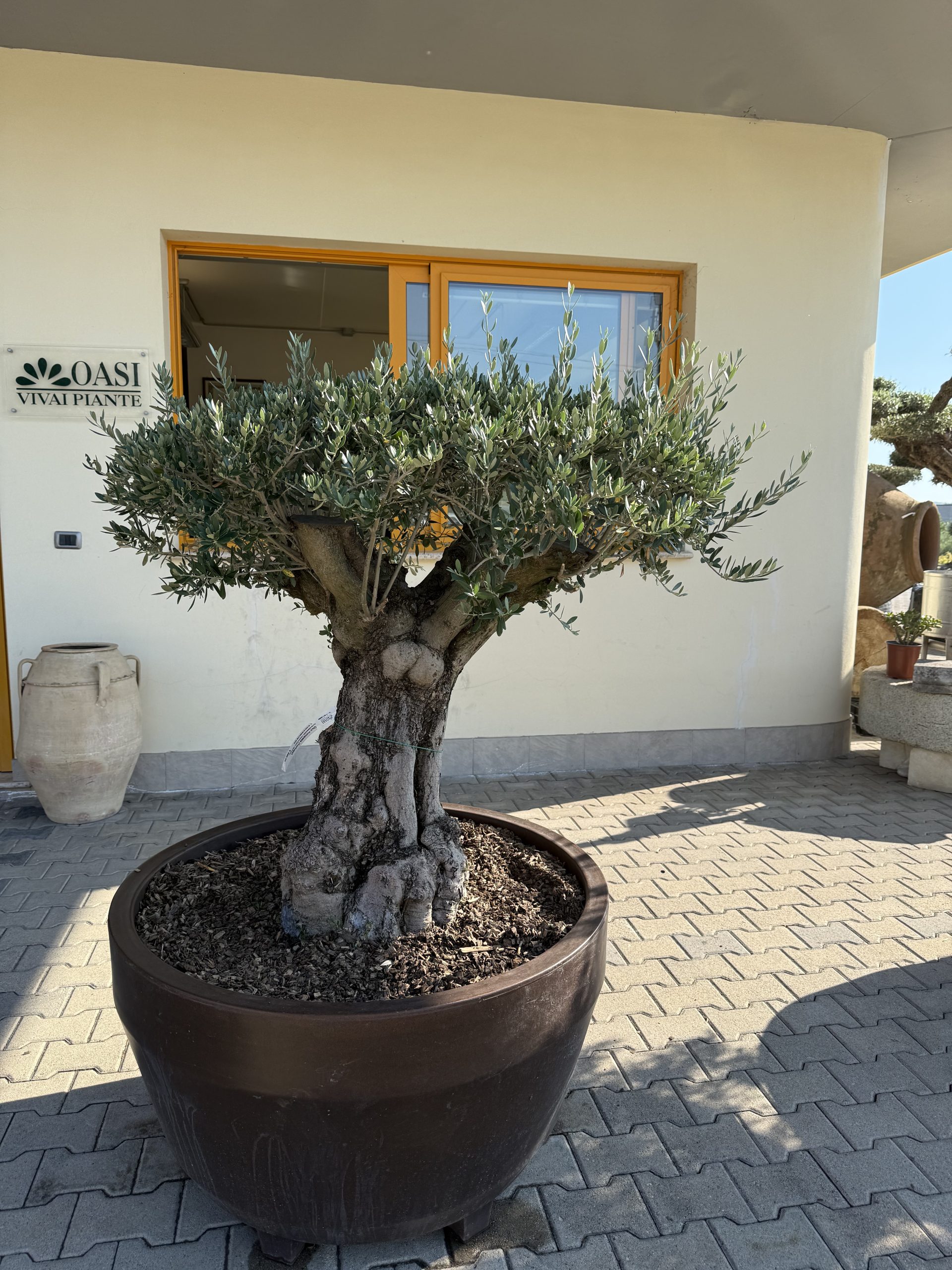 Olea europaea