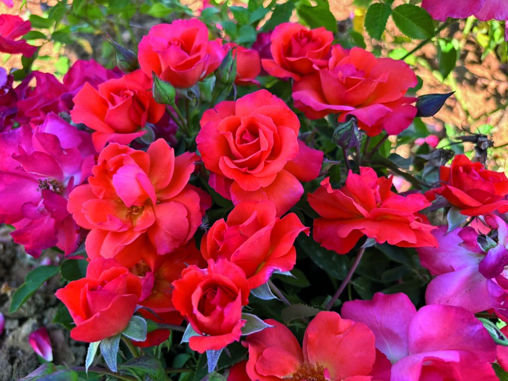 Rosa 'Ornella Vanoni'