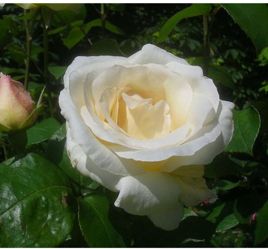 Rosa 'Pascali'