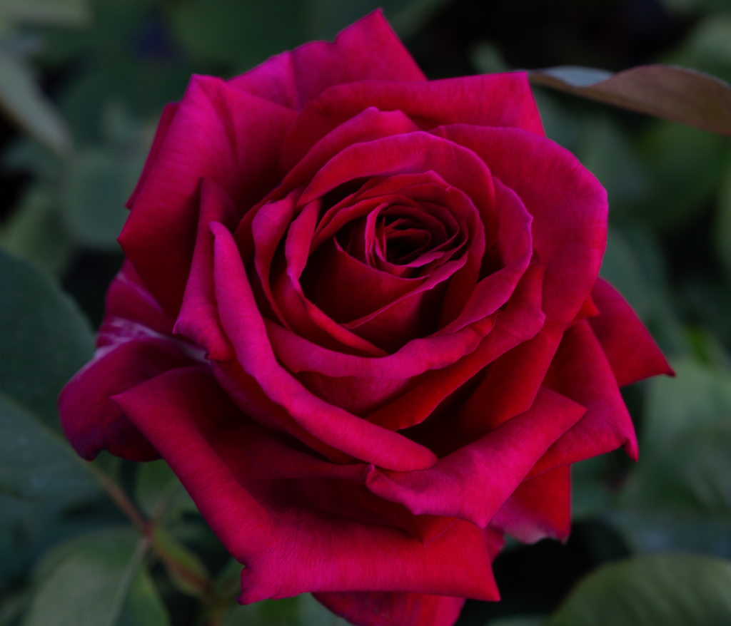 Rosa 'Perugino'