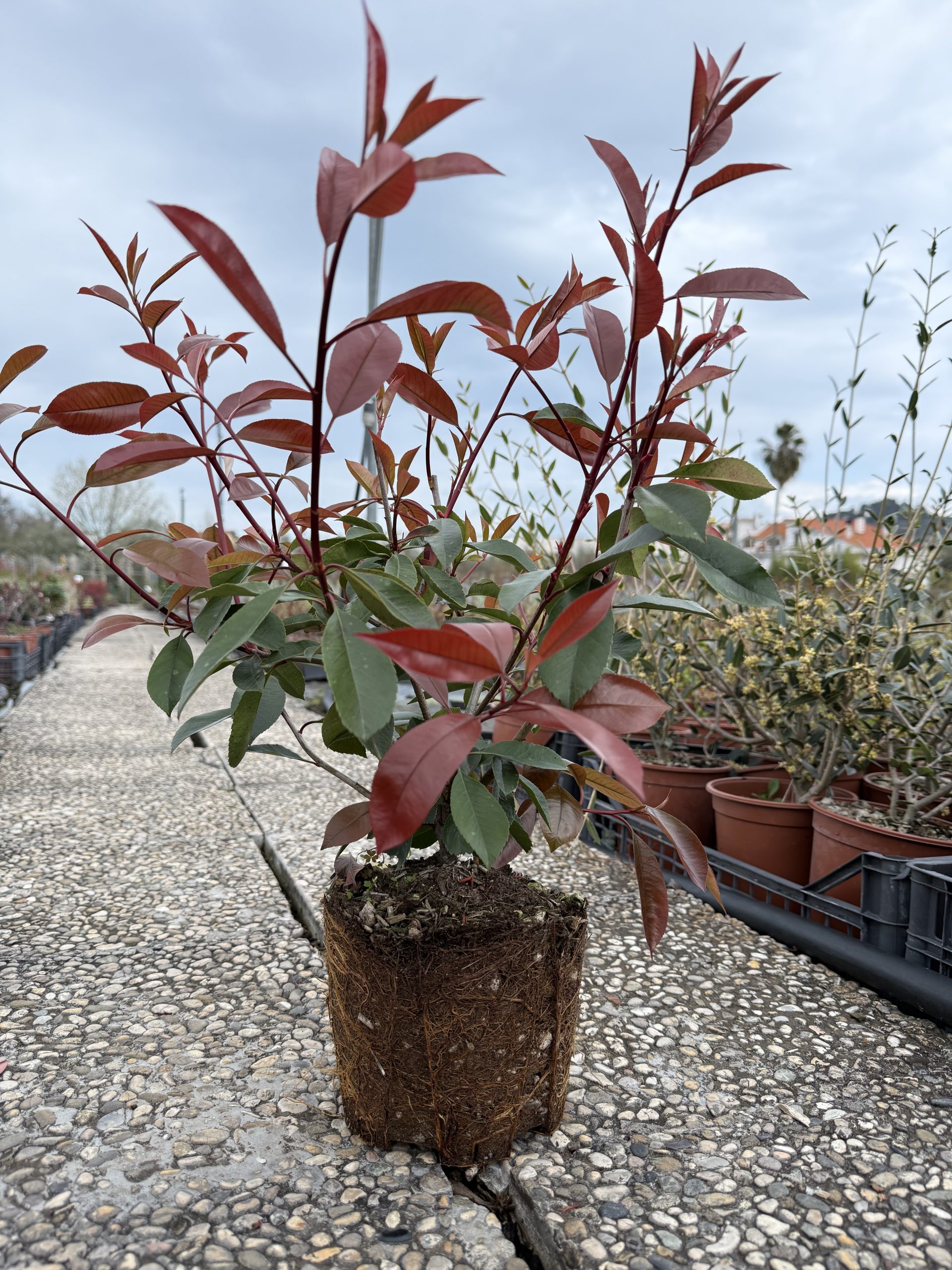 Photinia x fraserii 'Red Robin'