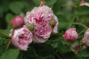 Rosa 'Gloire de France'