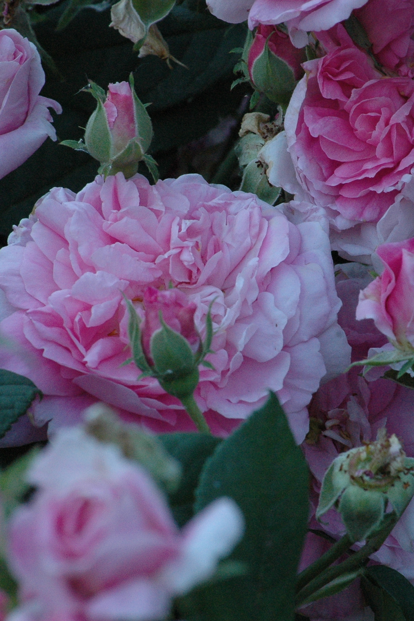 Rosa 'Ispahan'