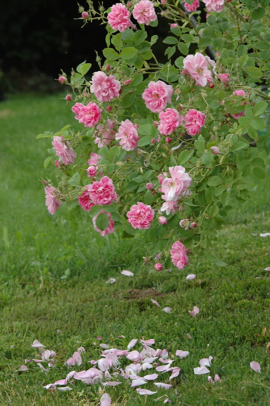 Rosa 'Kazanlik'