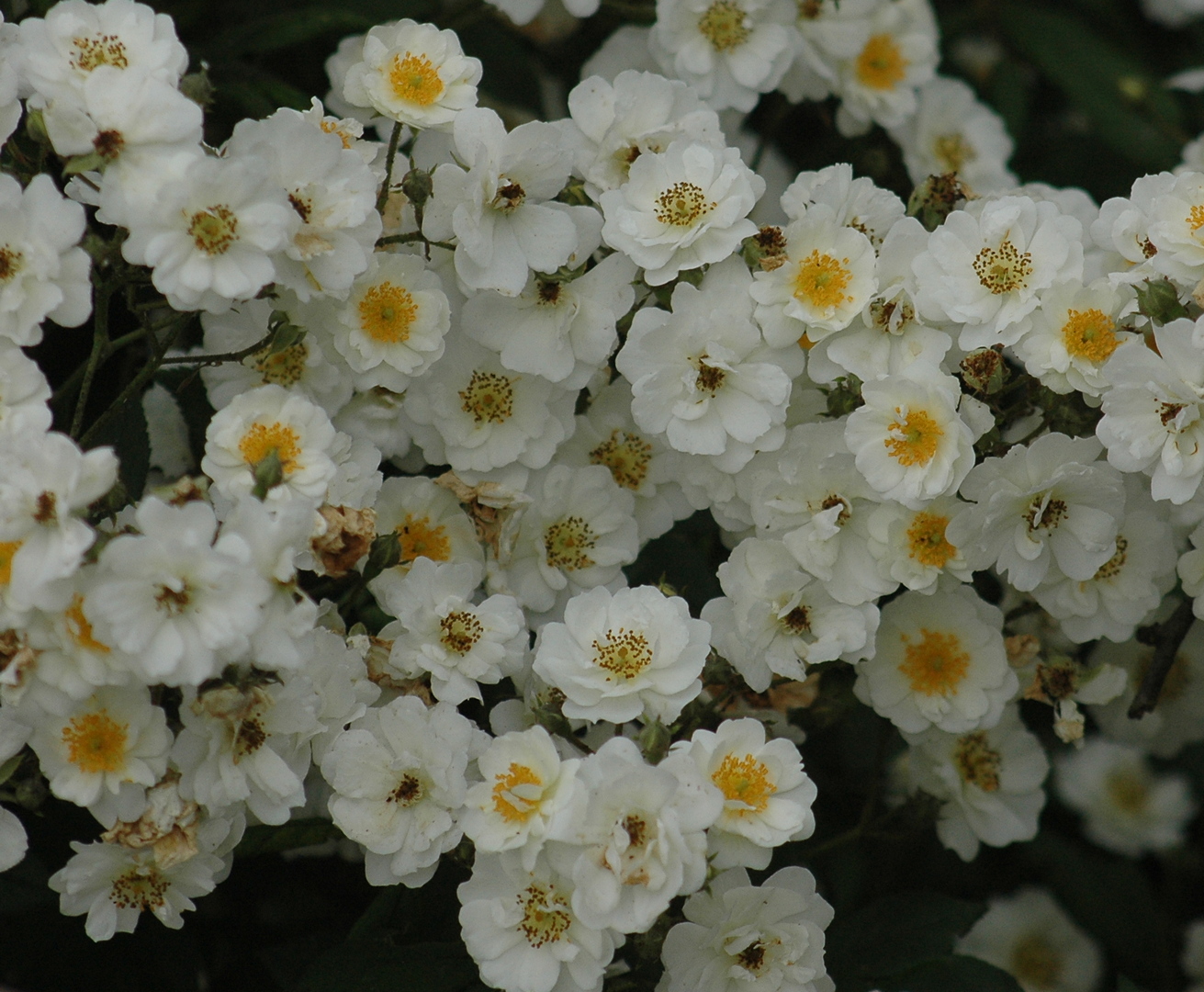Rosa 'Rambling Rector'