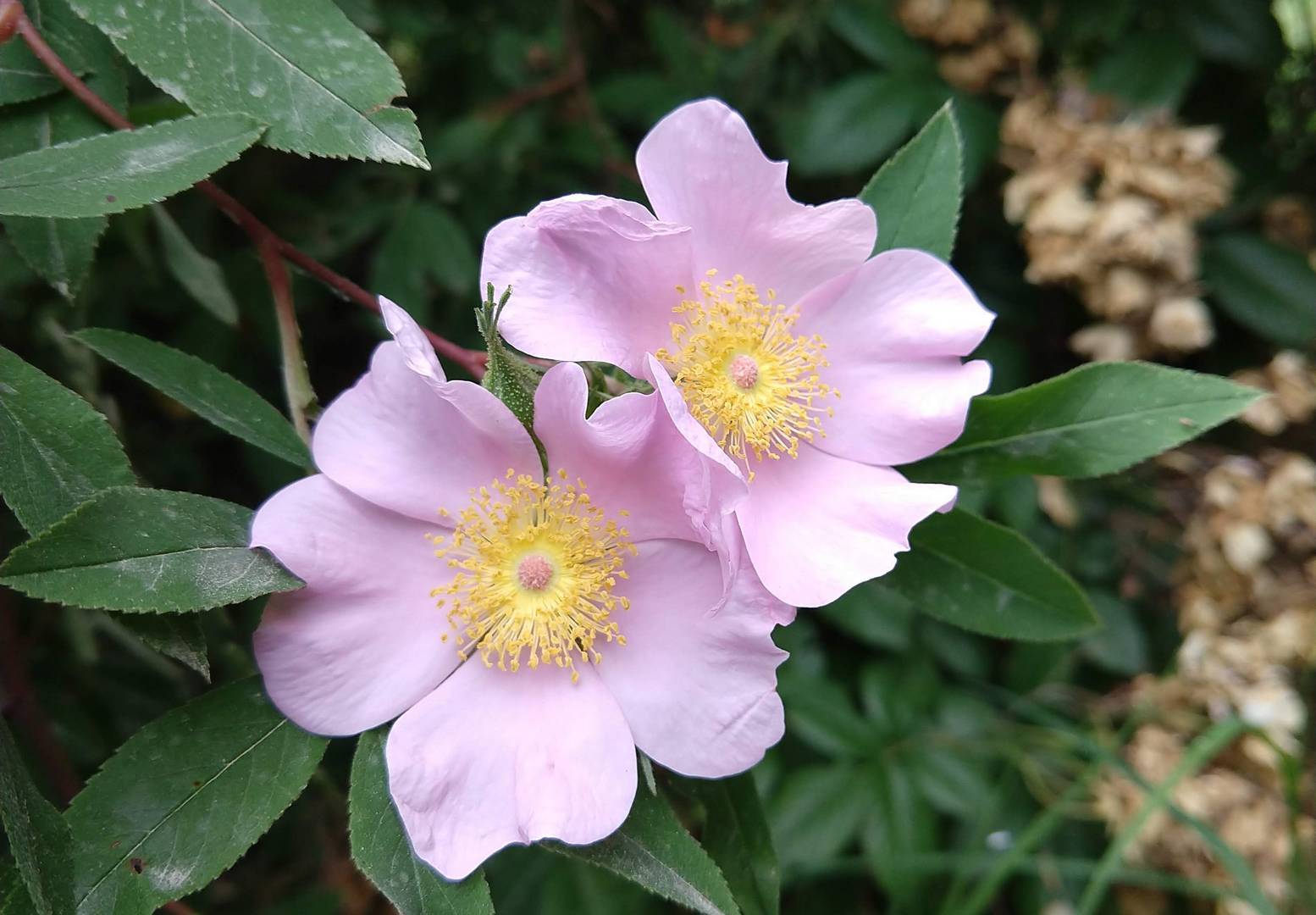 Rosa palustris