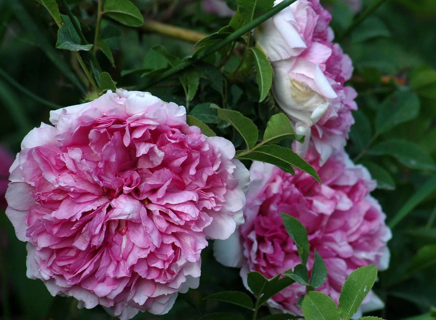 Rosa roxburghii 'Plena'