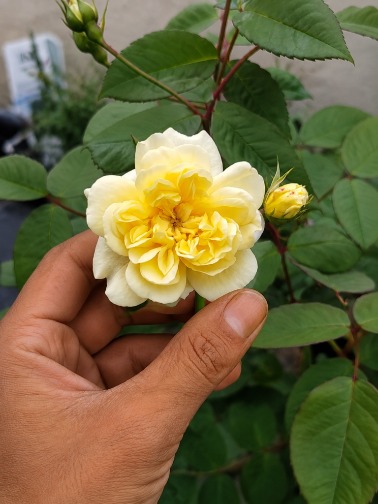 Rosa 'Malvern Hills'