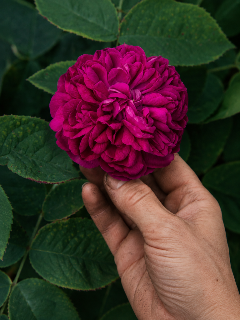 Rosa 'Rose de Rescht'