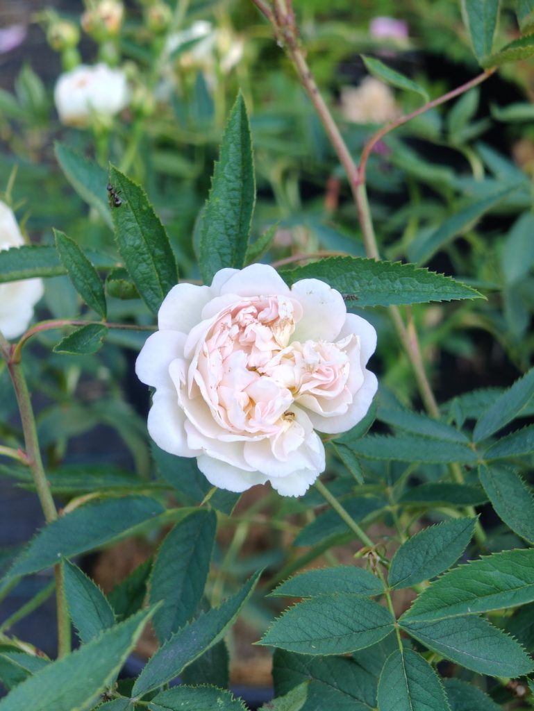 Rosa 'Cannabifolia'