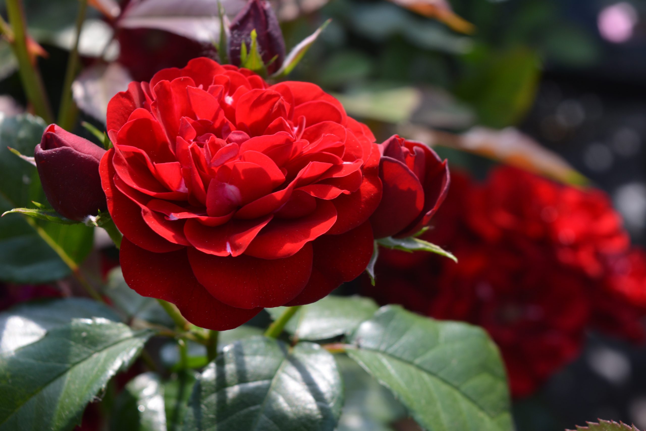 Rosa 'Lavaglut'
