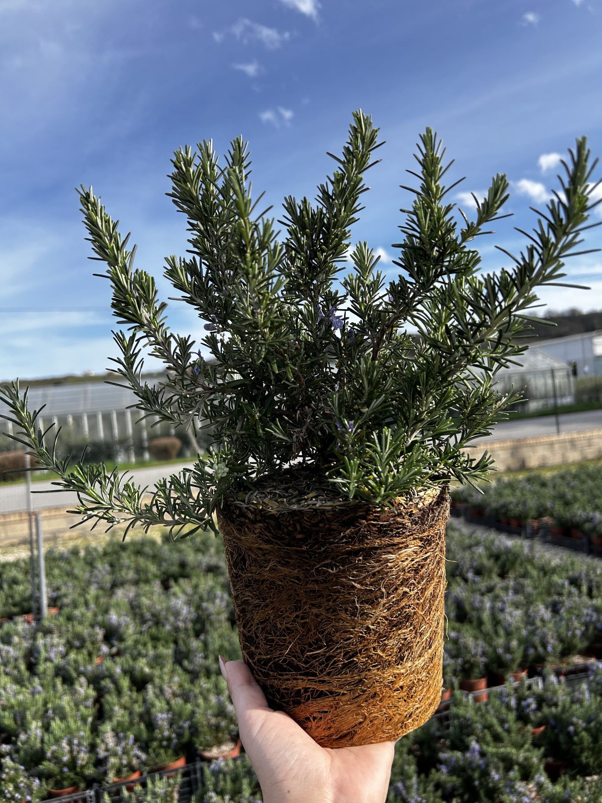 Rosmarinus officinalis Prostratus