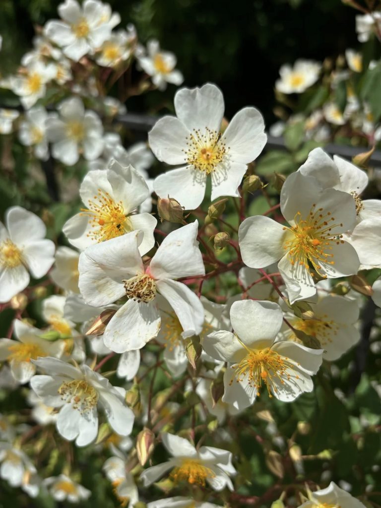 Rosa 'Sir Cedric Morris'