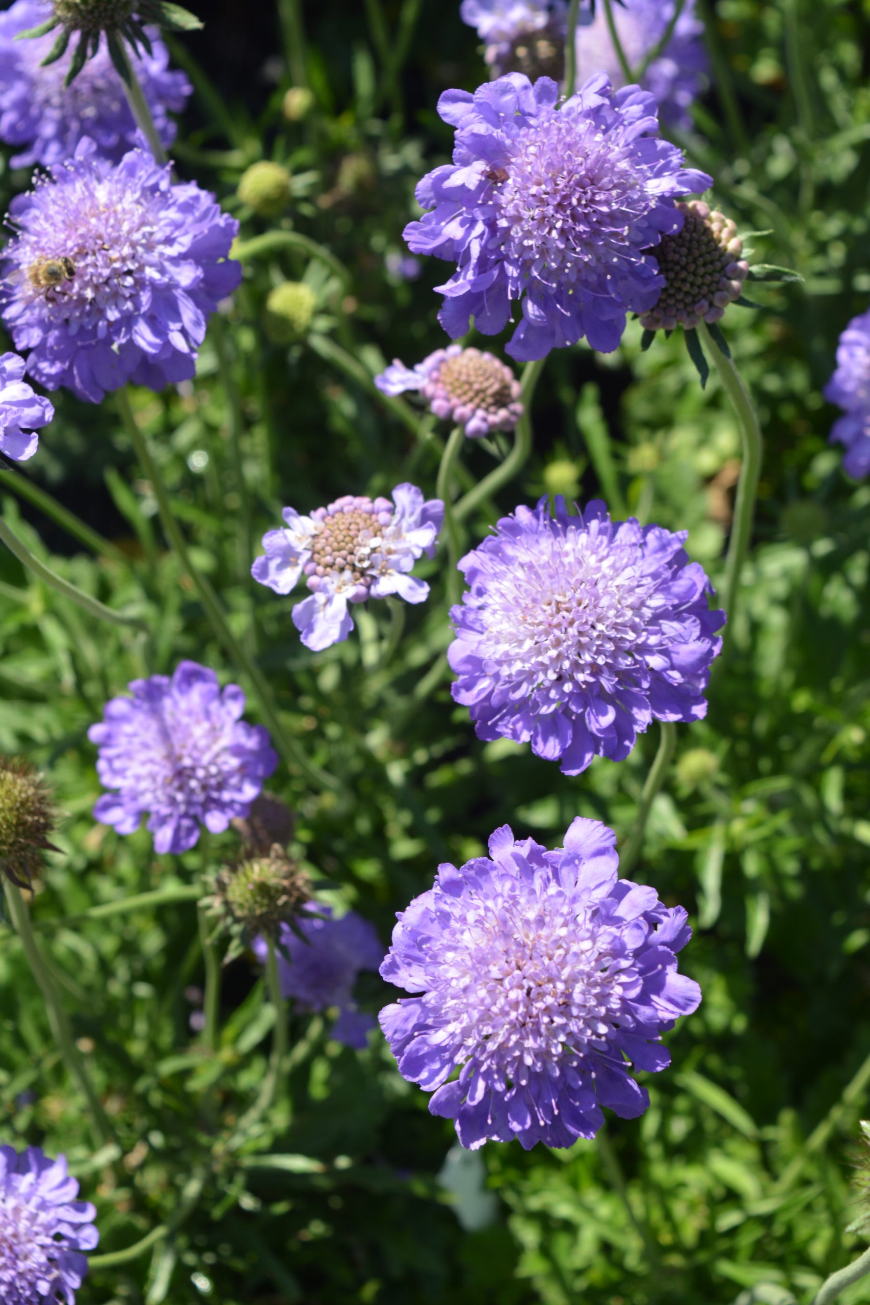 Scabiosa 'Mariposa Blue'