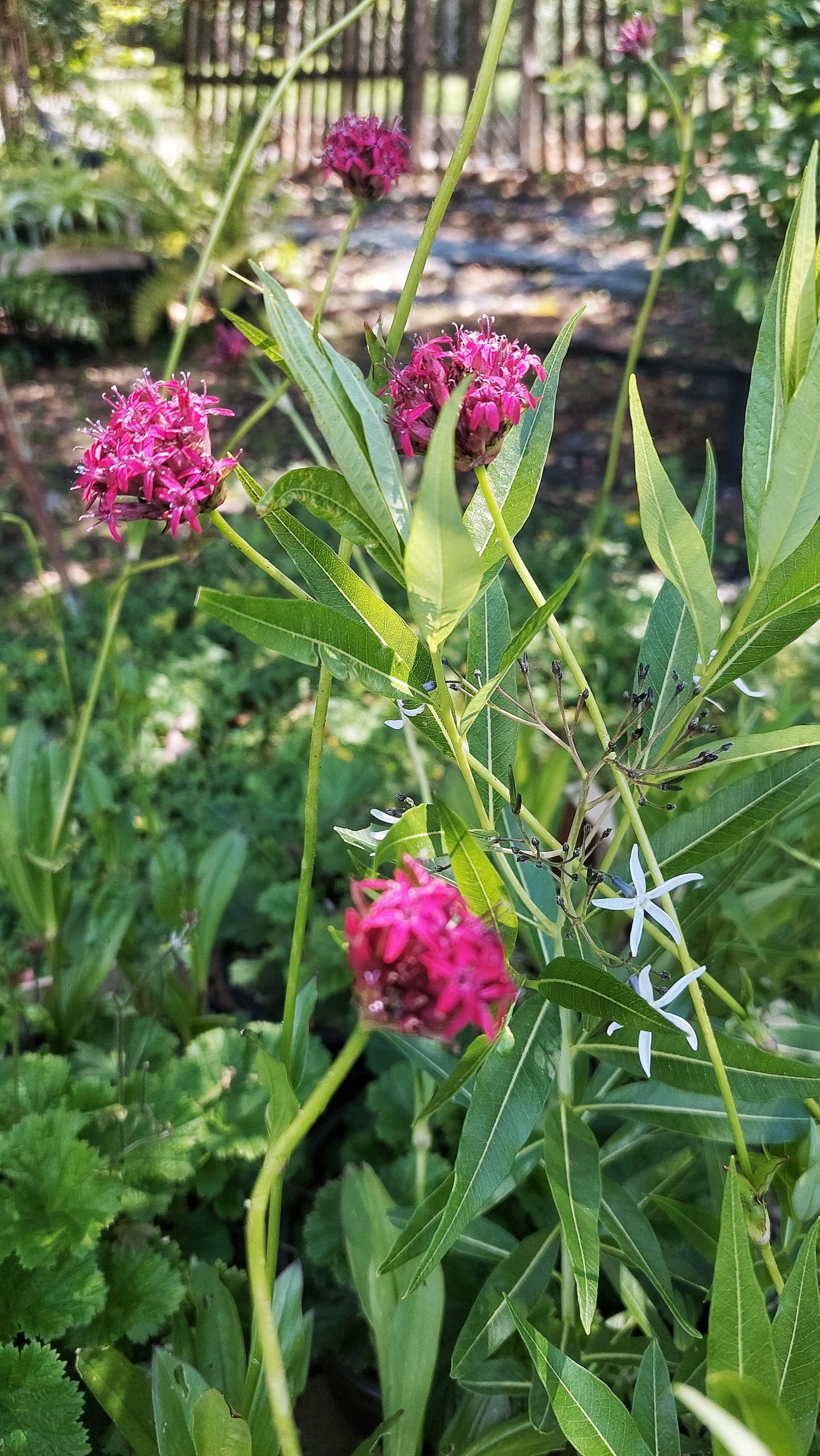 Silene asterias