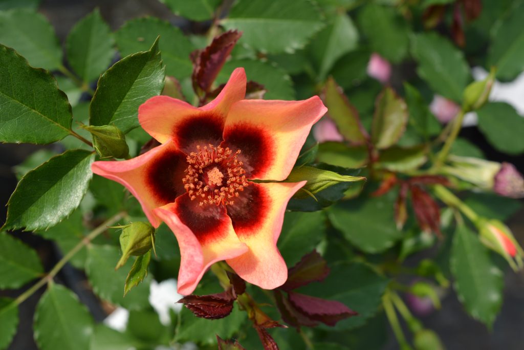 Rosa 'Fancy Babylon Eyes'