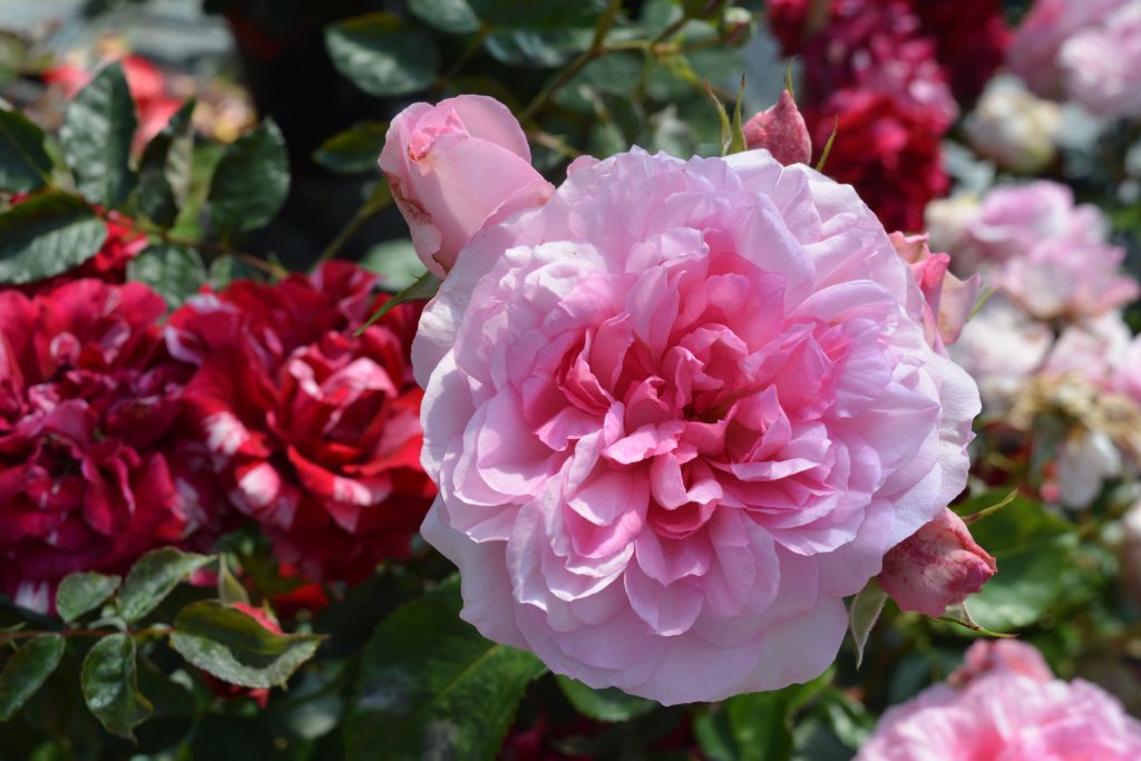 Rosa 'Roseraie du Chatelet'