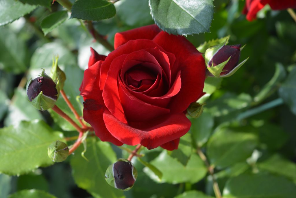 Rosa 'Royal Red'