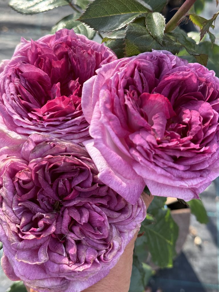 Rosa 'Thierry Marx'
