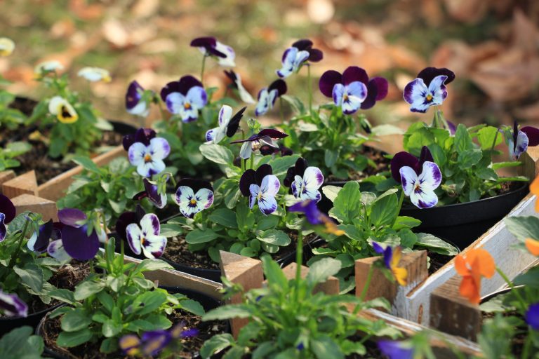 Viola x cornuta