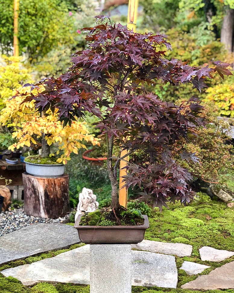 Acer palmatum 'Bloodgood'
