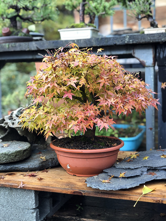 Acer palmatum 'Kiyohime'