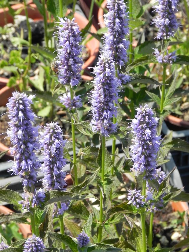 Agastache anethiodora