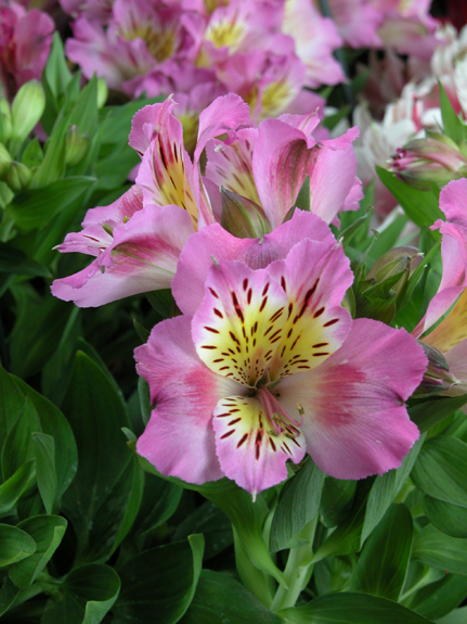 Alstroemeria 'Charles'